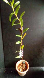 Dendrobium xichouense