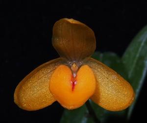 Bulbophyllum patella