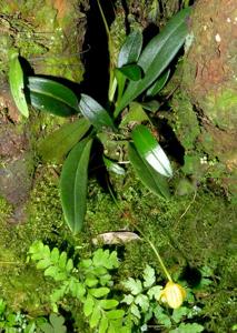 Bulbophyllum patella