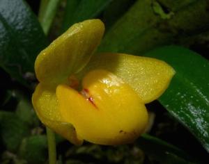 Bulbophyllum patella