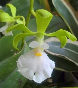 Encyclia cordigera