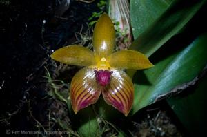 Bulbophyllum pustulatum