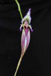 Bulbophyllum fascinator