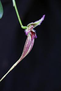 Bulbophyllum fascinator