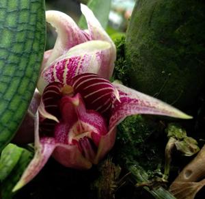 Bulbophyllum reticulatum
