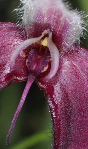 Bulbophyllum nasica