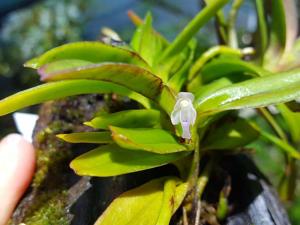 Cleisocentron malipoense