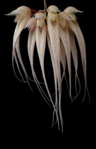 Bulbophyllum sanguineopunctatum