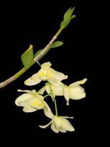 Dendrobium pulchellum