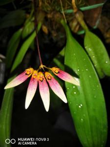 Bulbophyllum lepidum