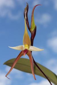 Bulbophyllum trigonosepalum