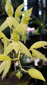 Catasetum callosum