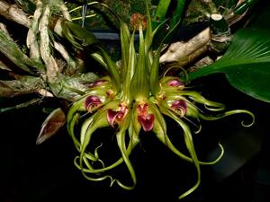 Bulbophyllum ericssonii