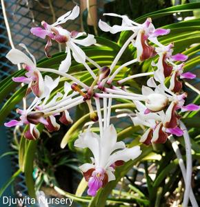 Vanda lamellata var. boxallii