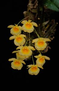 Dendrobium lindleyi