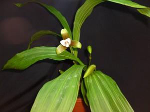 Lycaste panamanensis