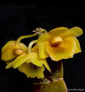 Dendrobium lamellatum