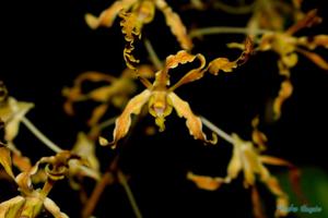 Dendrobium discolor