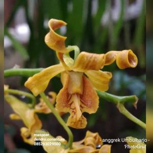 Dendrobium conanthum