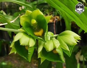 Catasetum expansum