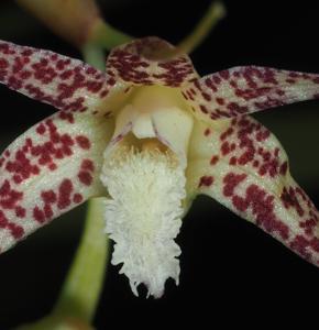 Dendrobium acuminatissimum