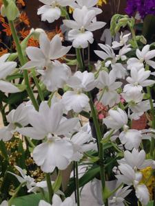 Calanthe vestita