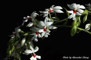 Calanthe vestita