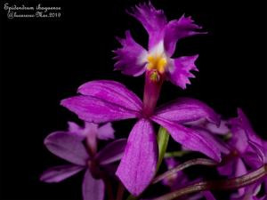 Epidendrum ibaguense