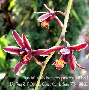 Cymbidium bicolor subsp. pubescens