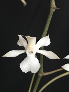 Aerangis kotschyana