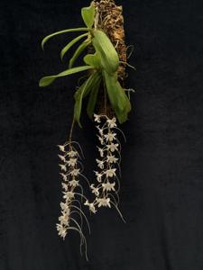 Aerangis modesta