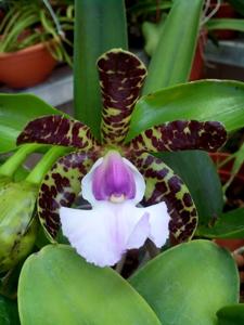 Cattleya aclandiae var. coerulea