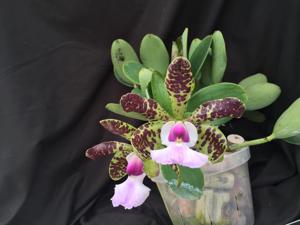 Cattleya aclandiae var. coerulea