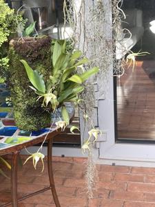 Aeranthes arachnites