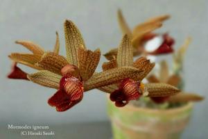 Mormodes ignea
