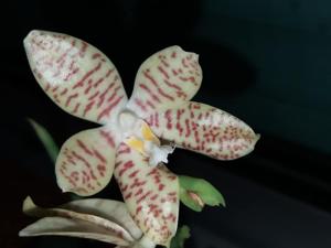 Phalaenopsis pallens