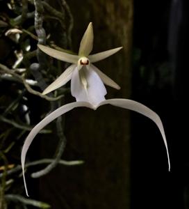 Dendrophylax lindenii