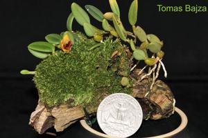 Dendrobium bulbophylloides