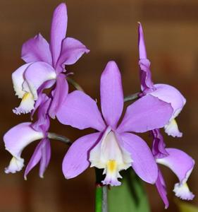 Cattleya harrisoniana
