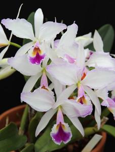 Cattleya jenmanii