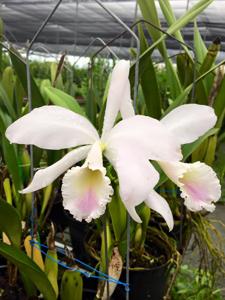 Cattleya labiata