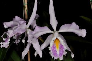 Cattleya maxima