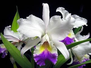 Cattleya mendelii