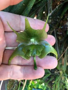 Aeranthes ramosa