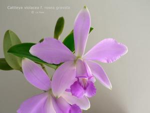 Cattleya violacea