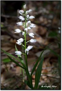 Cephalanthera longifolia