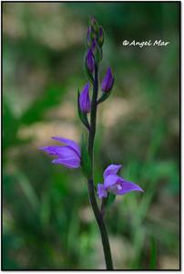 Cephalanthera rubra