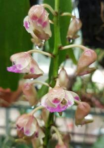 Aerides falcata