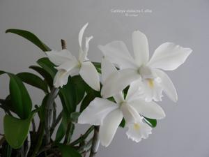 Cattleya violacea var. alba
