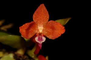 Ceratocentron fesselii